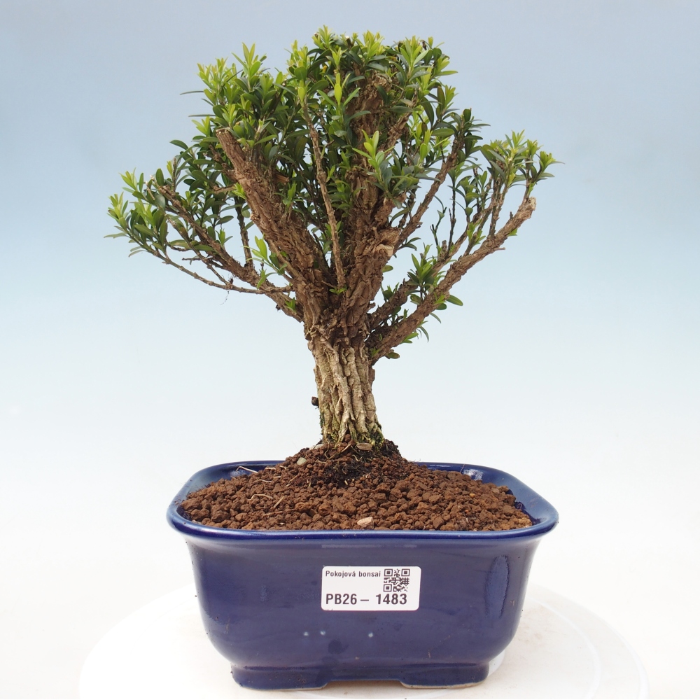Zimmer Bonsai - Buxus harlandii - Korkbuxus