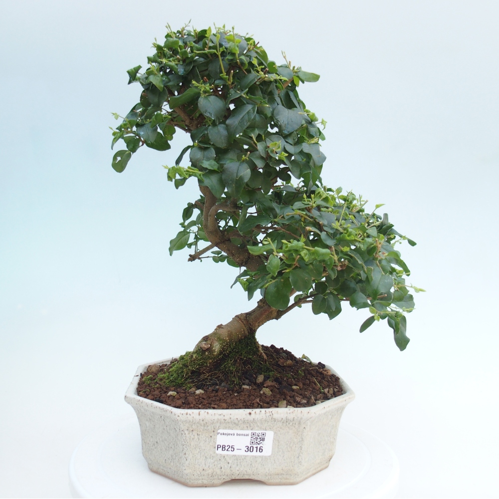 Indoor Bonsai -Ligustrum chinensis - Vogelschnabel