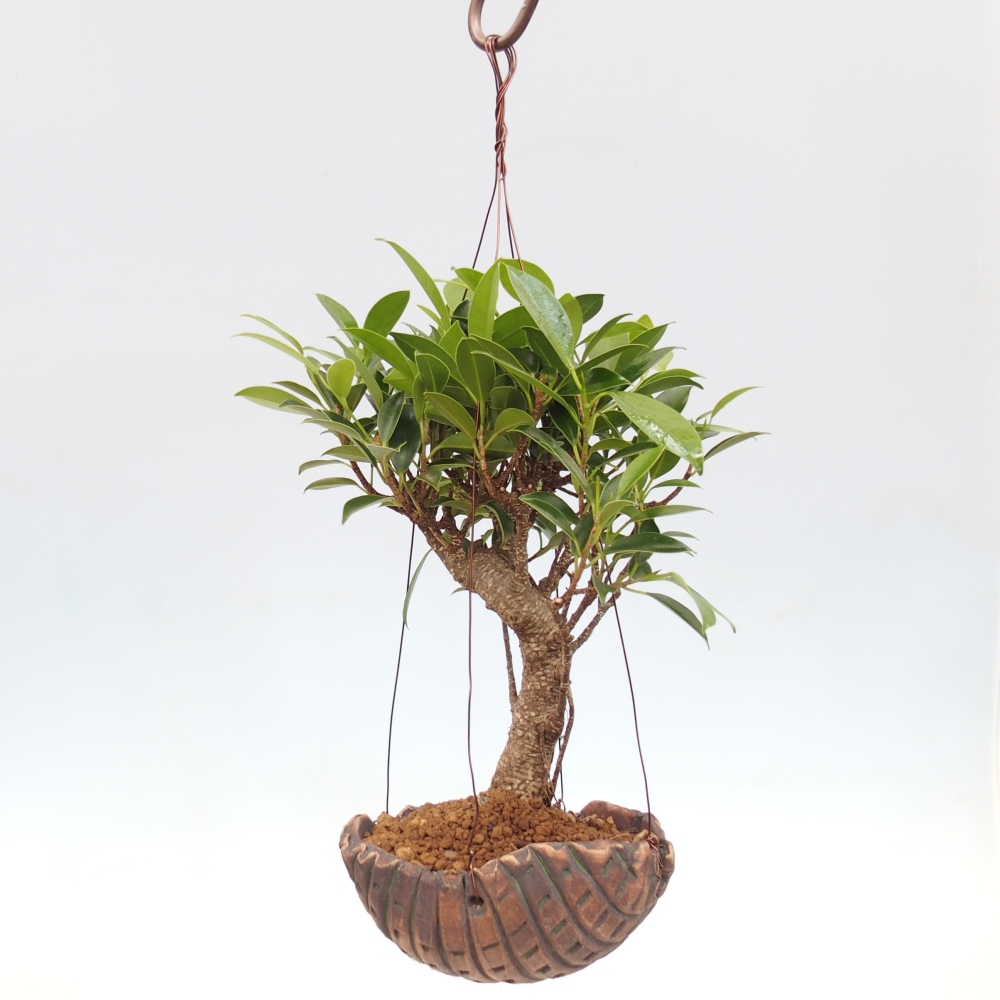 Kokedama aus Keramik - Kleinblättriger Ficus - Ficus kimmen