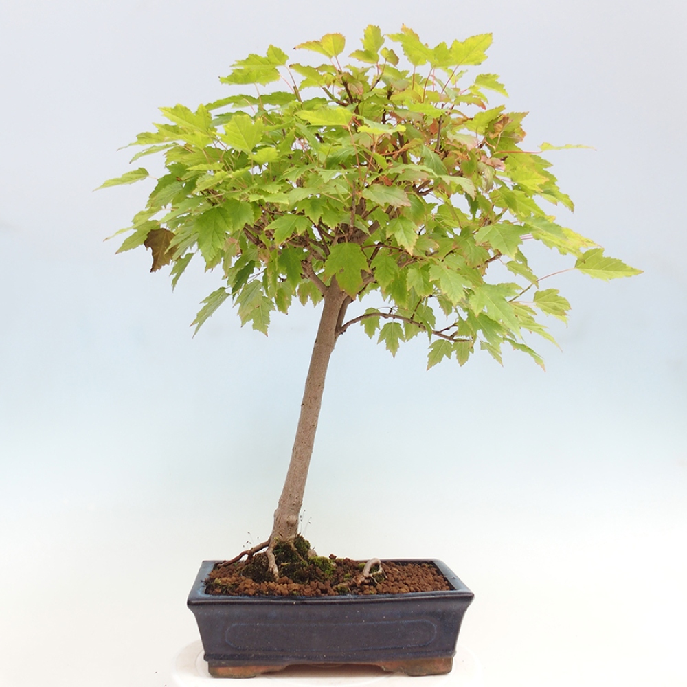 Bonsai im Freien - Acer ginala - Feuriger Ahorn