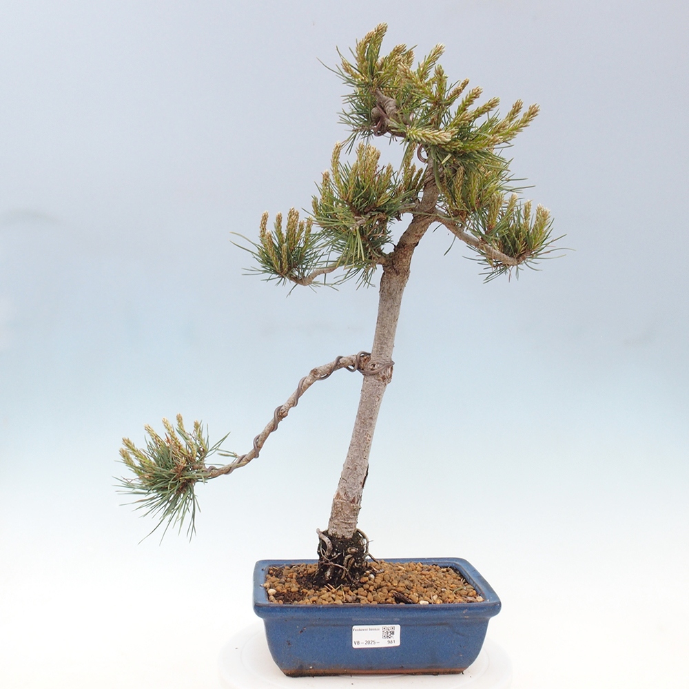 Bonsai im Freien - Pinus Sylvestris - Waldkiefer