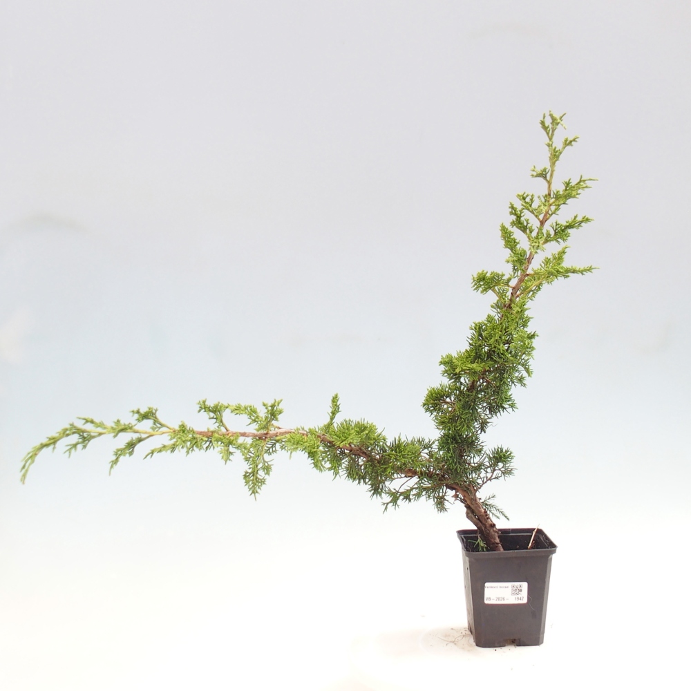 Bonsai für draußen - Juniperus chinensis Itoigawa