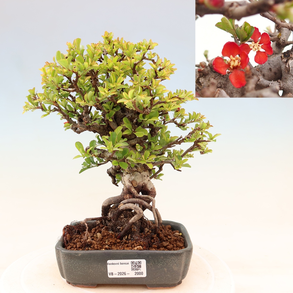 Bonsai für draußen - Chaneomeles speciosa Chojubai