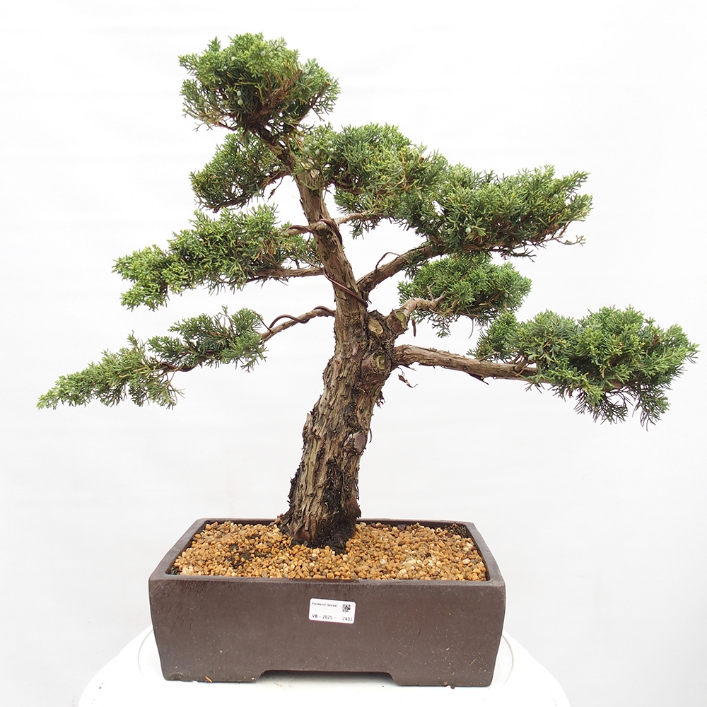 Bonsai im Freien - Juniperus chinensis  - Chinesischer wacholder