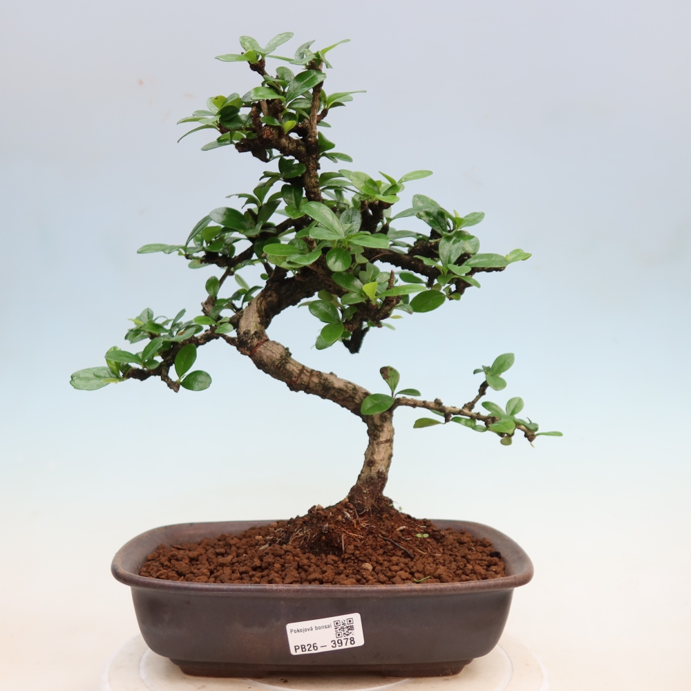 Zimmer-Bonsai - Carmona macrophylla - Tee-Fuki