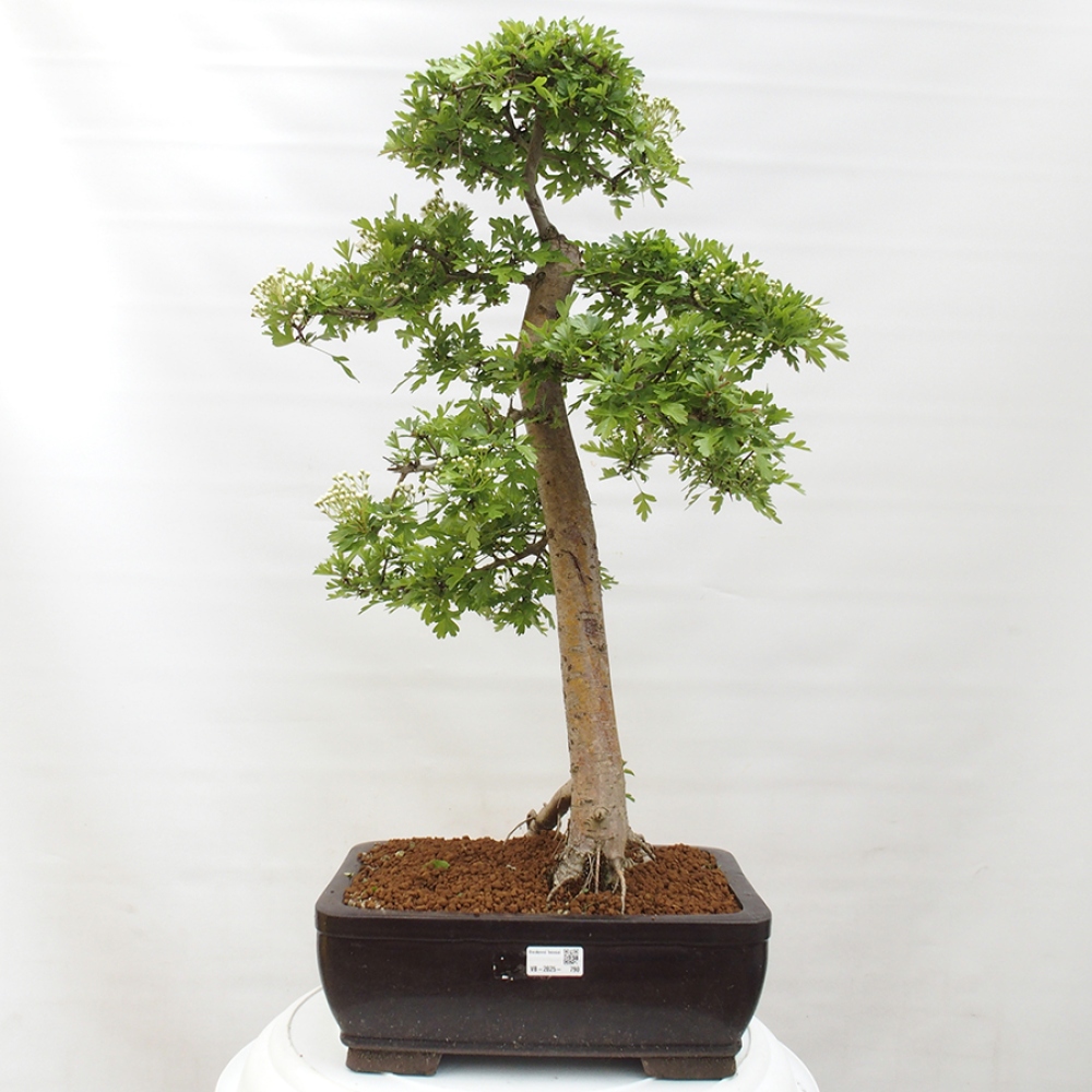 Bonsai im Freien - Weißdorn - Crataegus monogyna