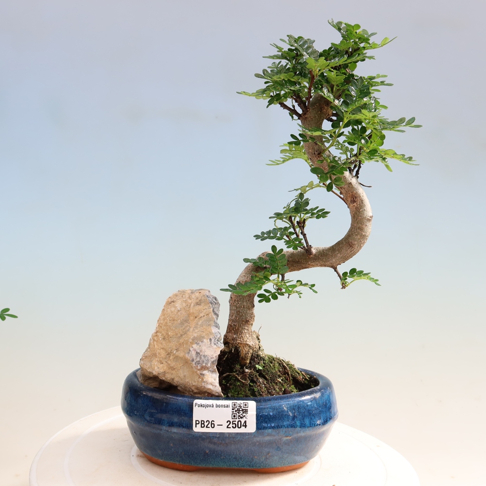 Zimmer Bonsai - Zantoxylum piperitum - Pfefferbaum