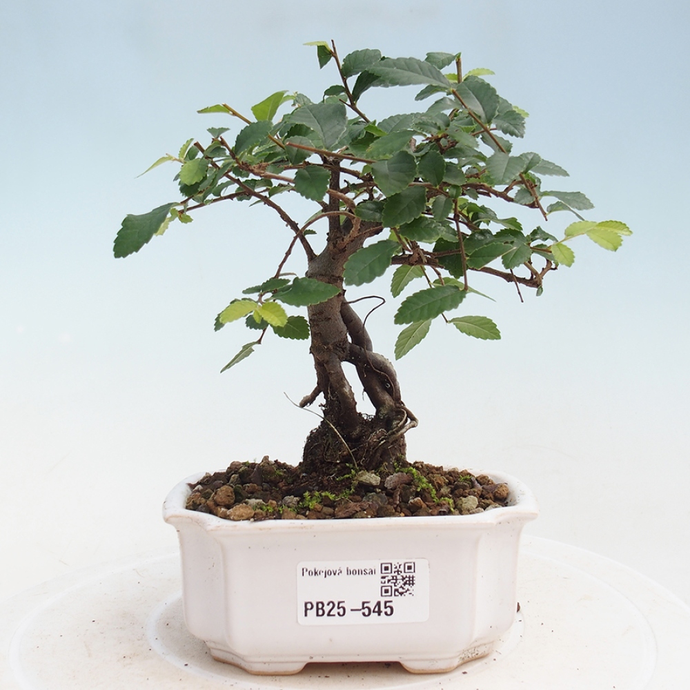 Zimmerbonsai - Ulmus parvifolia - Kleinblättrige Ulme
