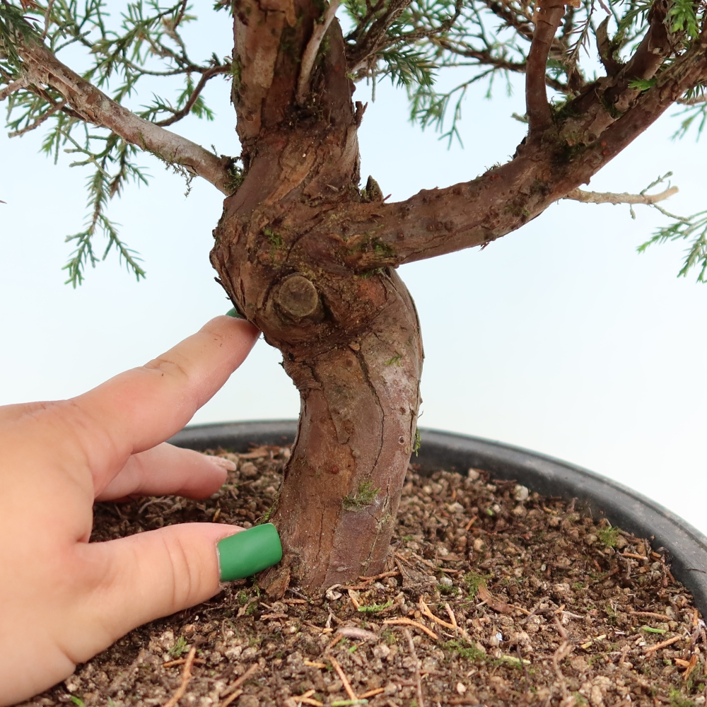 Bonsai für draußen - Juniperus chinensis Itoigawa-Juniperus chinensis