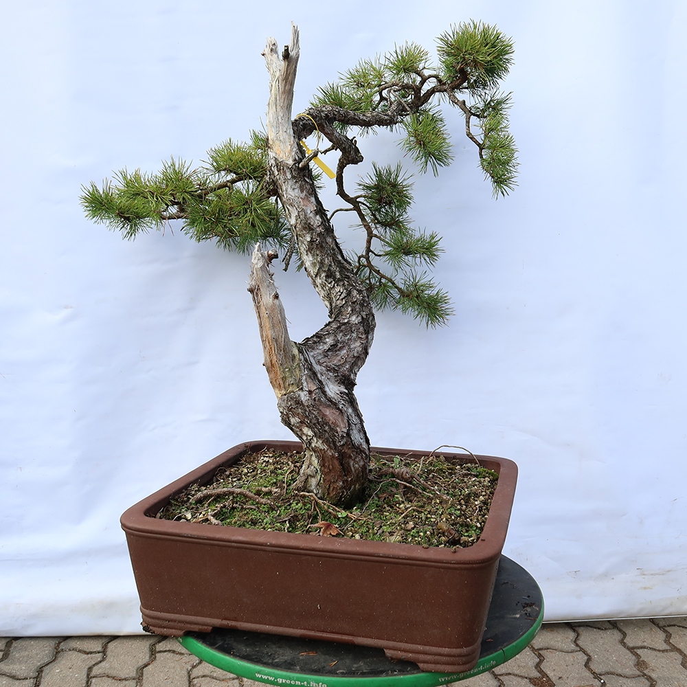 Pinus sylvestris Spanien – Waldkiefer