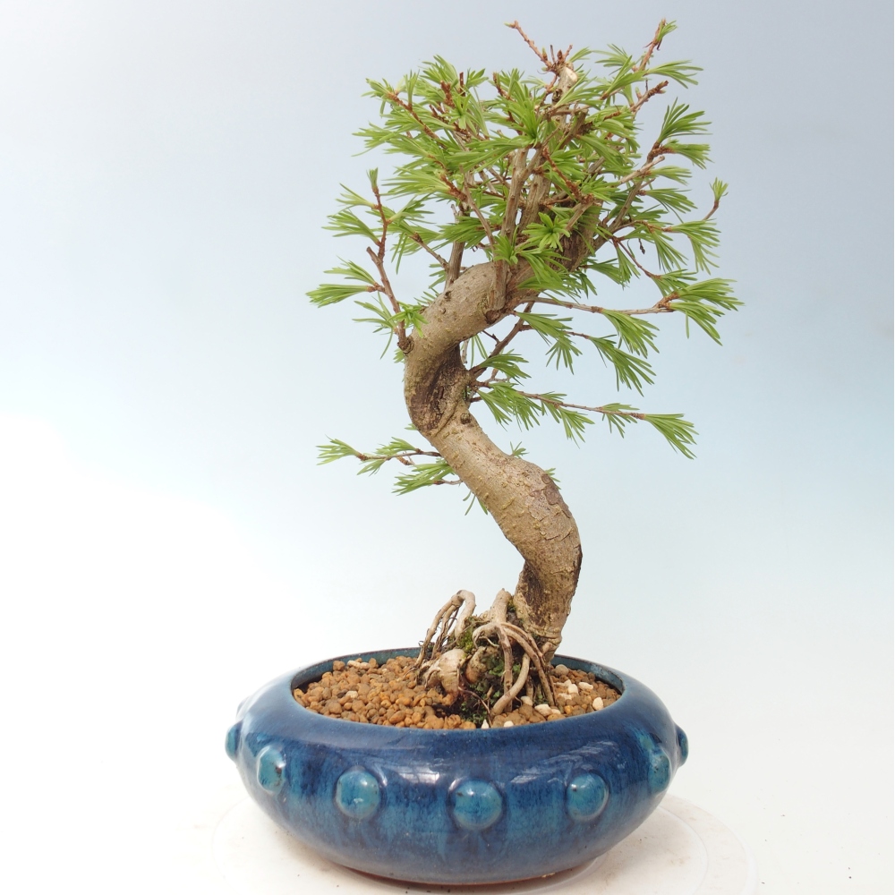 Bonsai für draußen -Pseudolarix amabis-Pseudolarix amabis