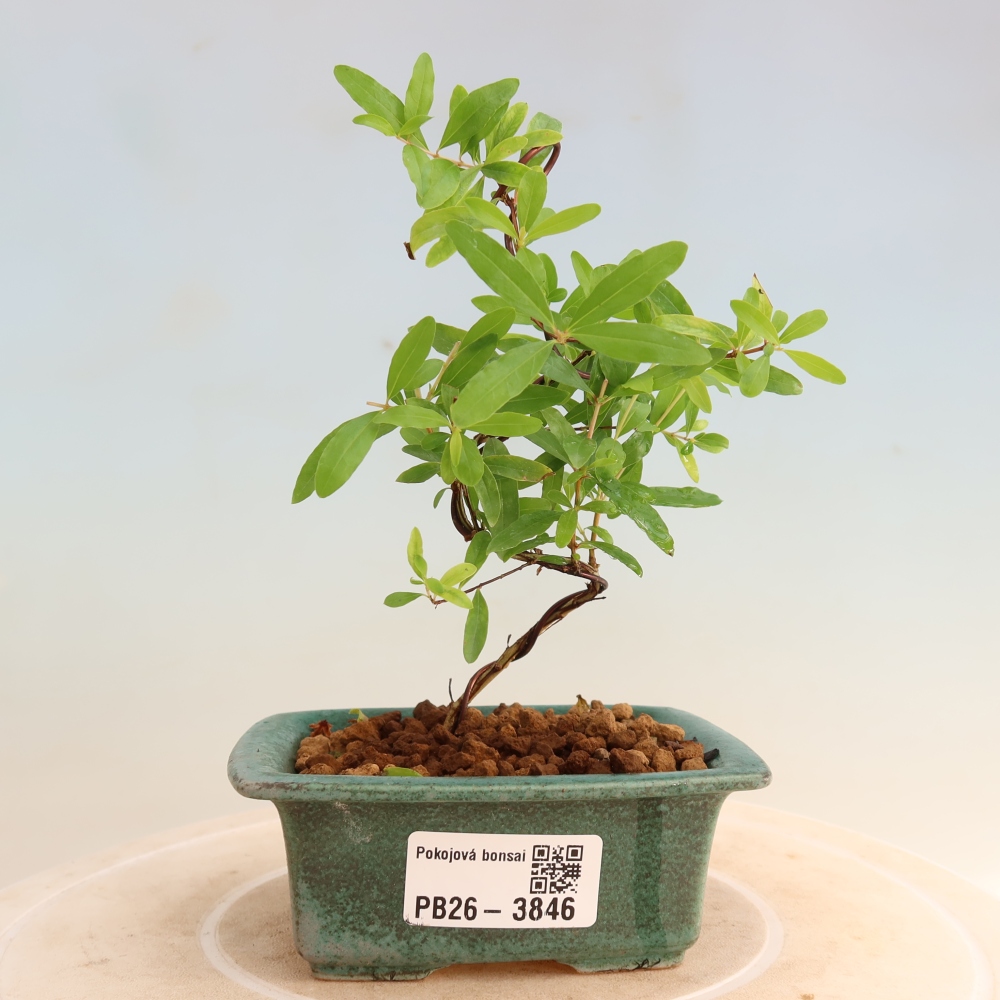 Zimmer-Bonsai-PUNICA granatum nana-Apfel-Granatapfel