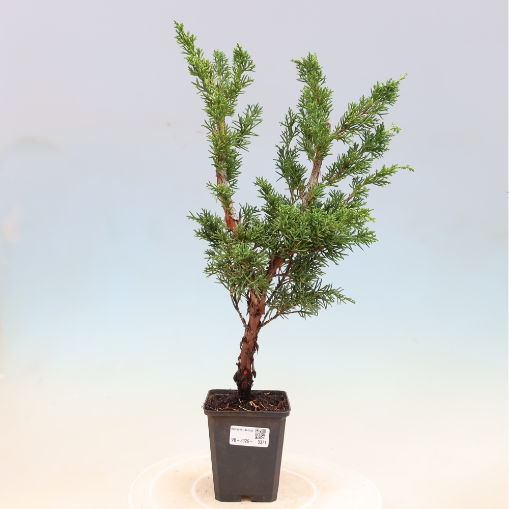 Bonsai für draußen - Juniperus chinensis Kishu