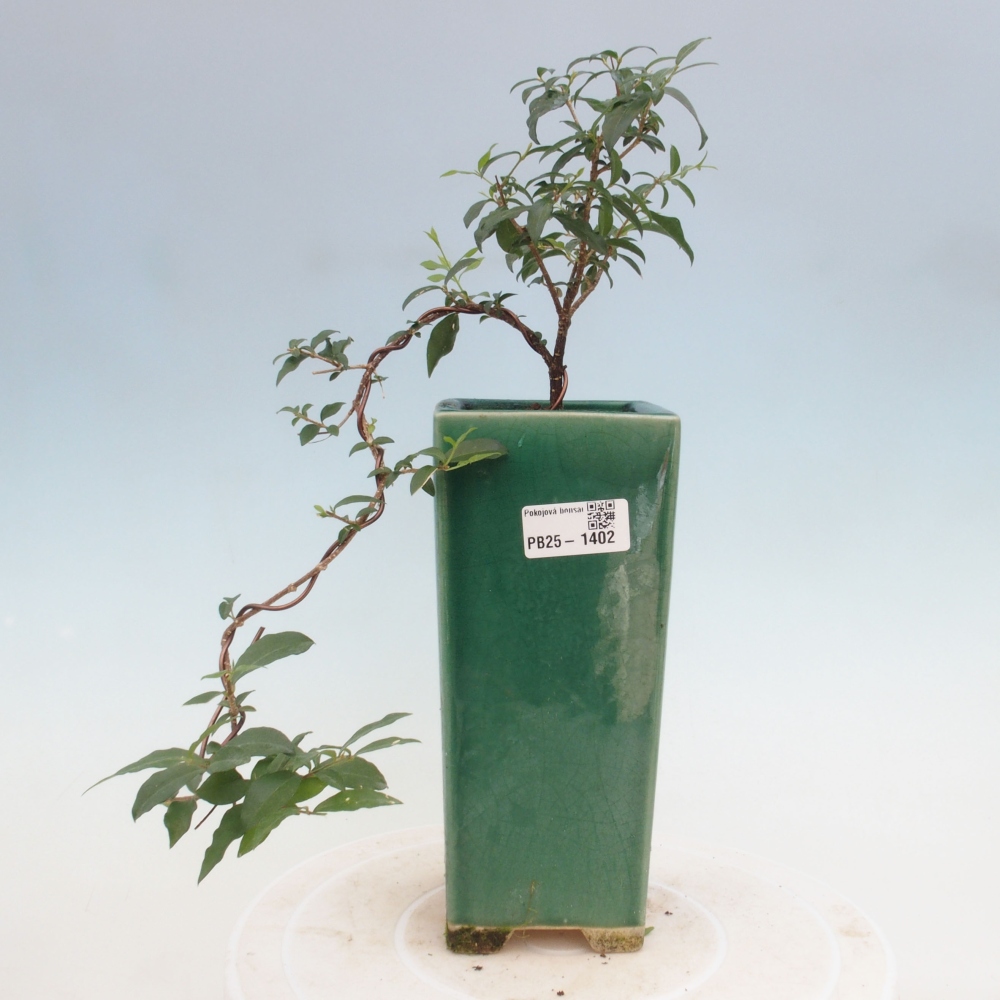 Zimmerbonsai - Malpighia coccigera - Barbdor-Kirsche