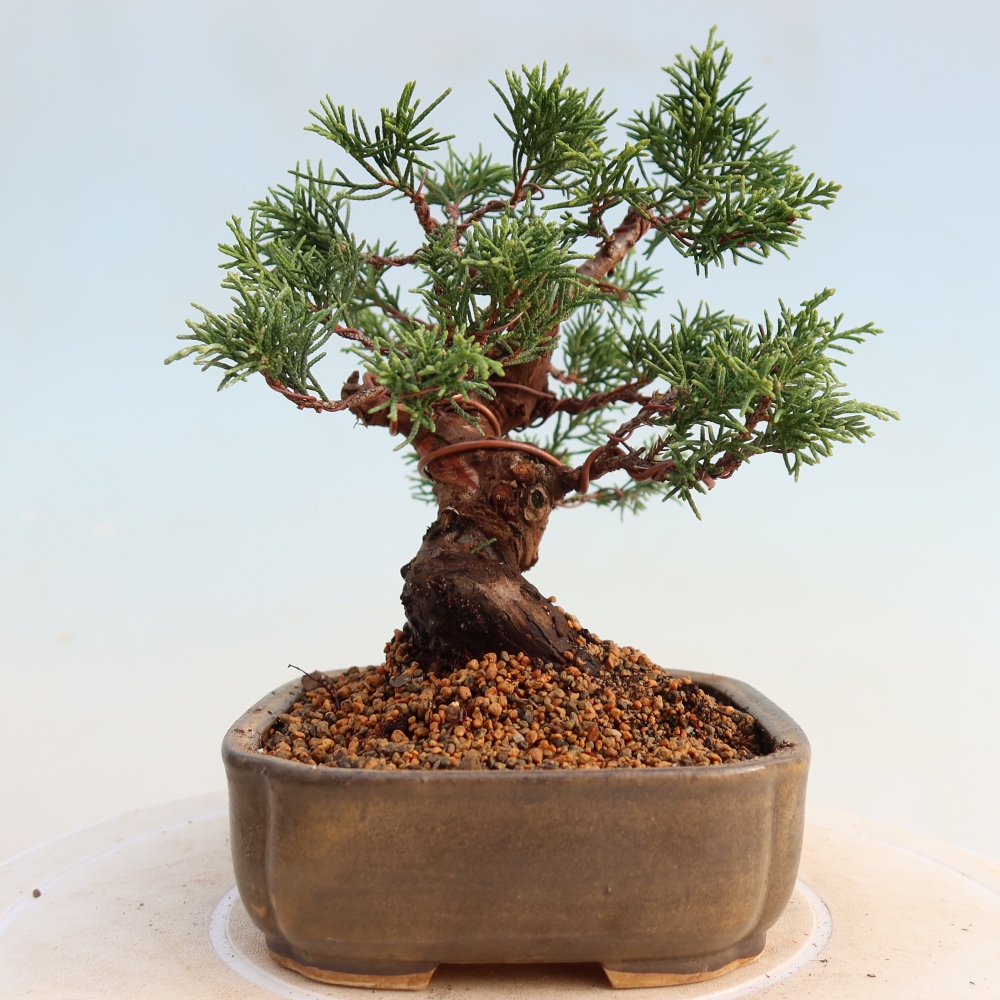 Outdoor bonsai - Juniperus chinensis Itoigawa - Chinese juniper