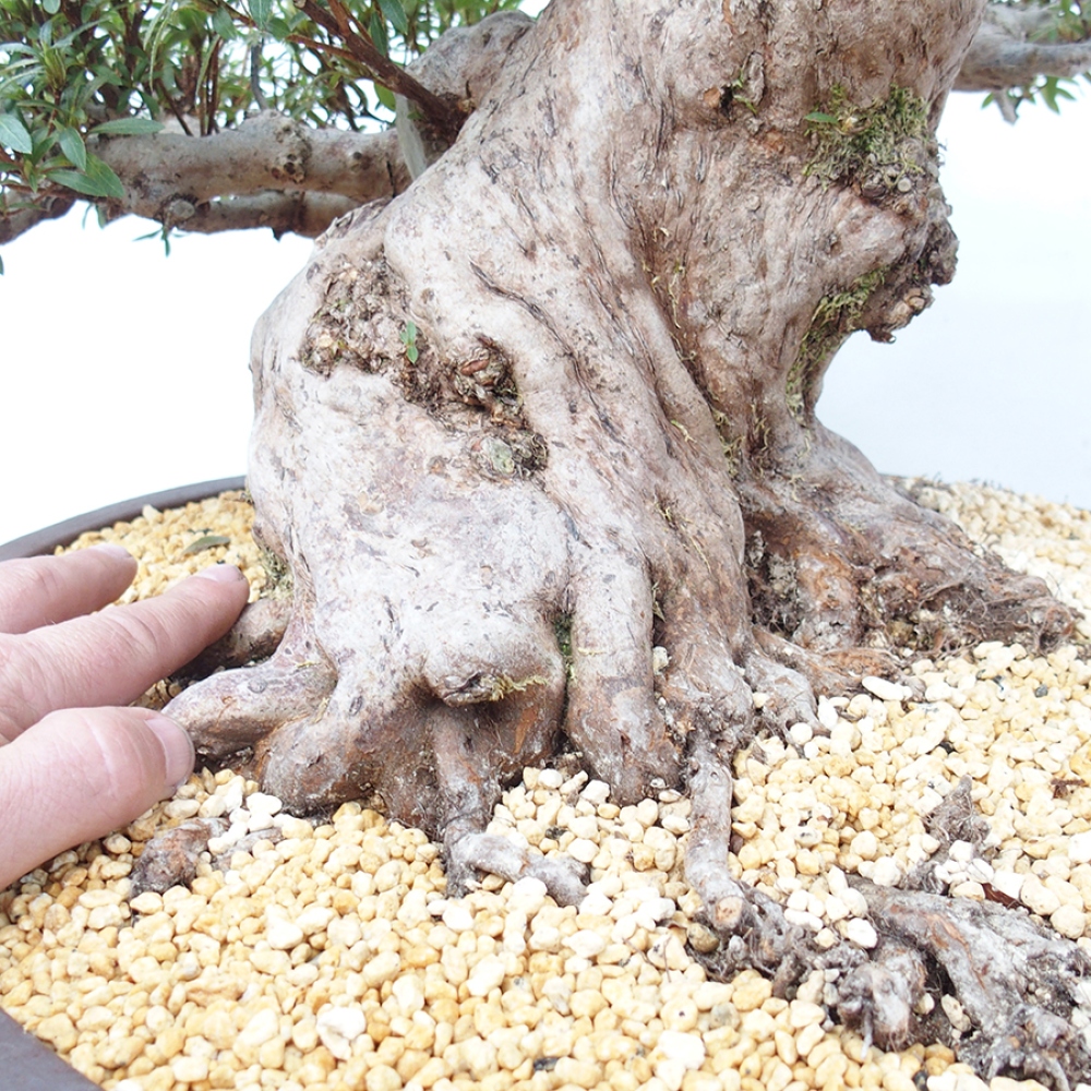 Bonsai im Freien - Japanische Azalee - Azalea Satsuki