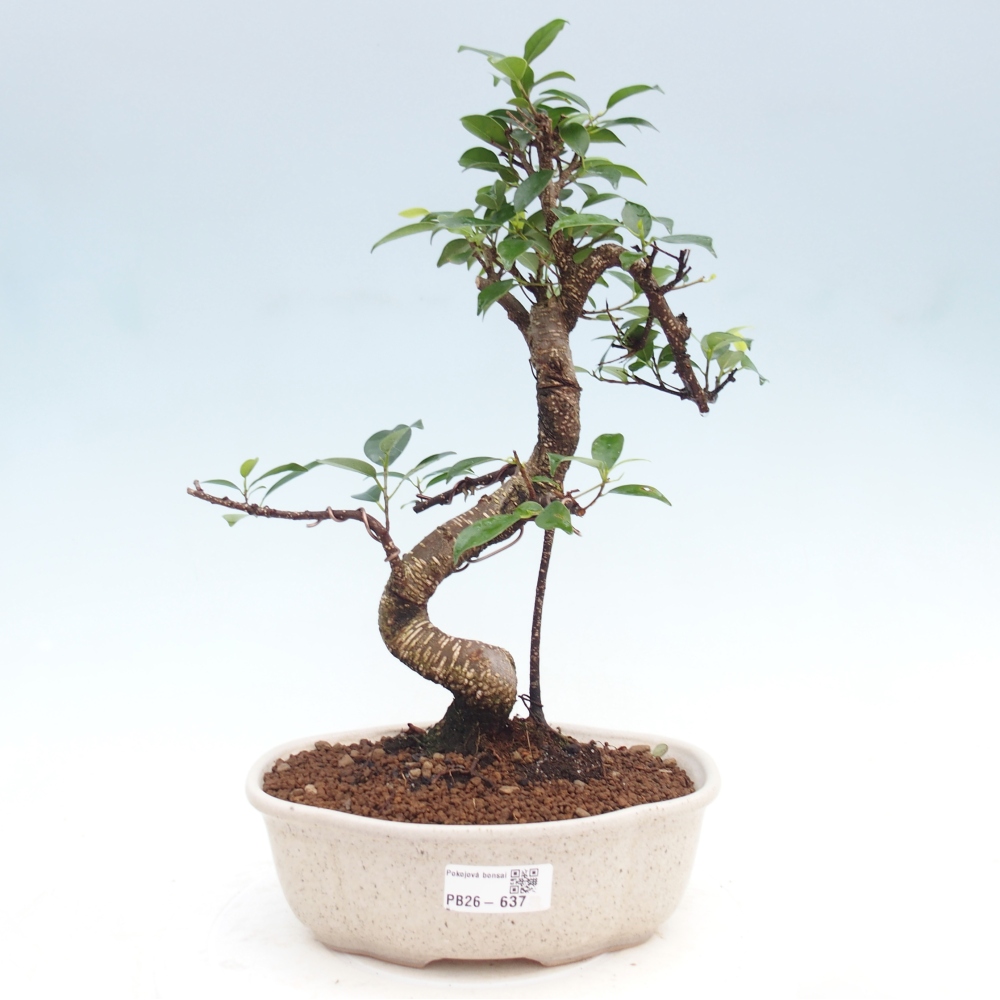 Zimmerbonsai - Ficus kimmen - Kleinblättriger Ficus