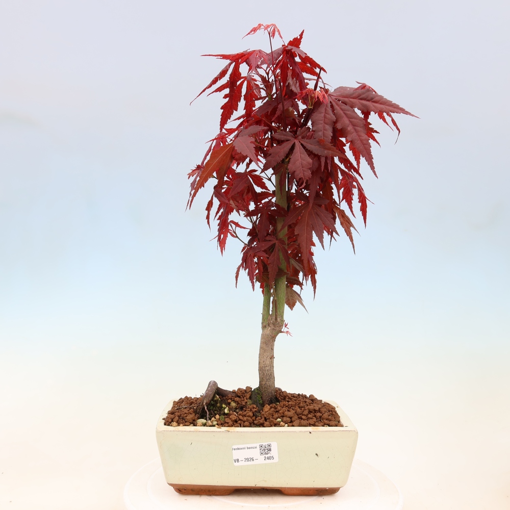 Bonsai für draußen - Acer-Palme. Atropurpureum-Javor palmate