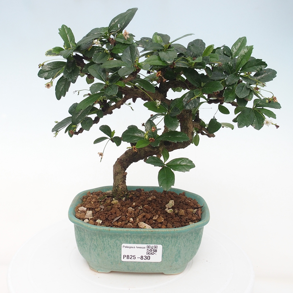 Indoor bonsai - Carmona macrophylla - Fuki tea