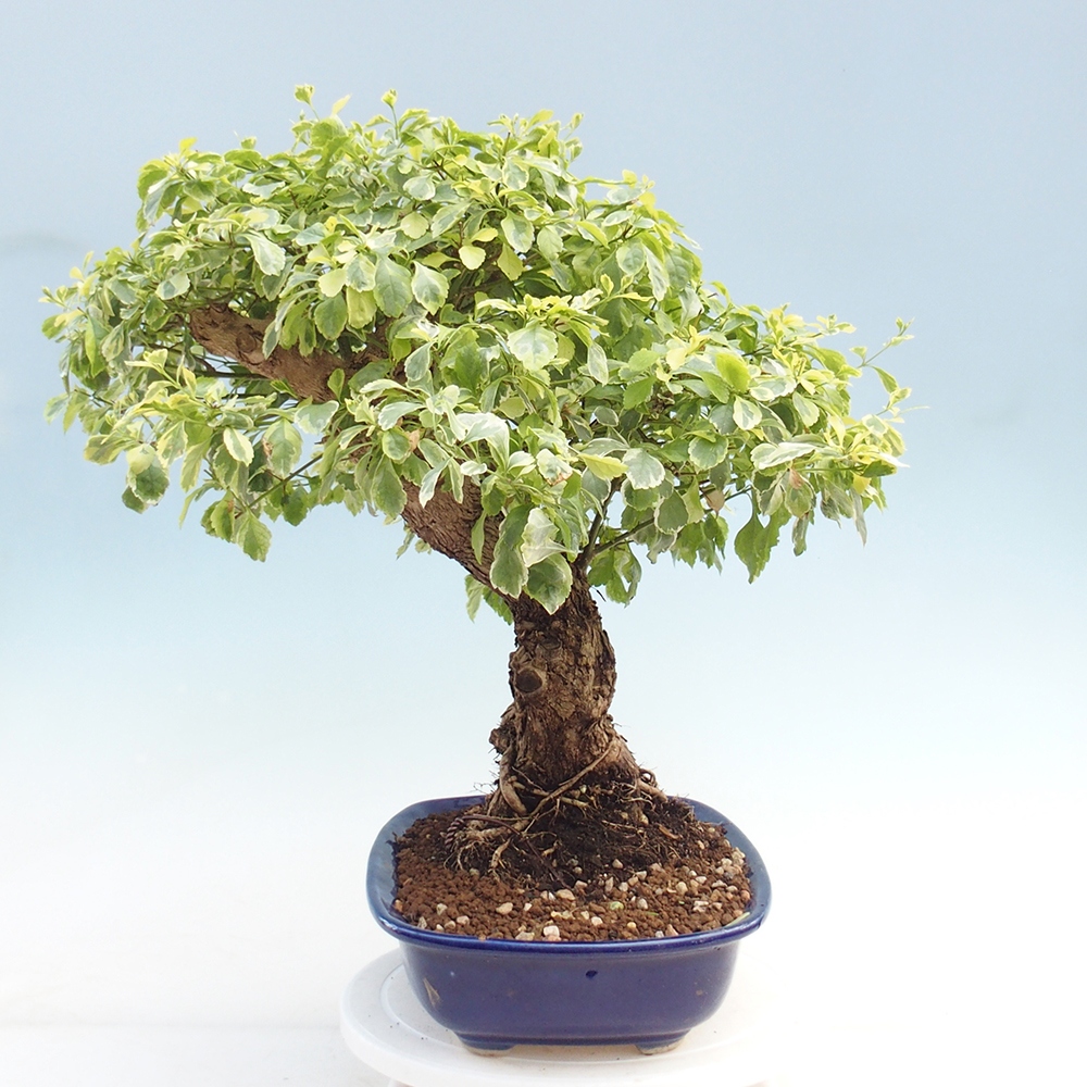Zimmerbonsai - Duranta variegata
