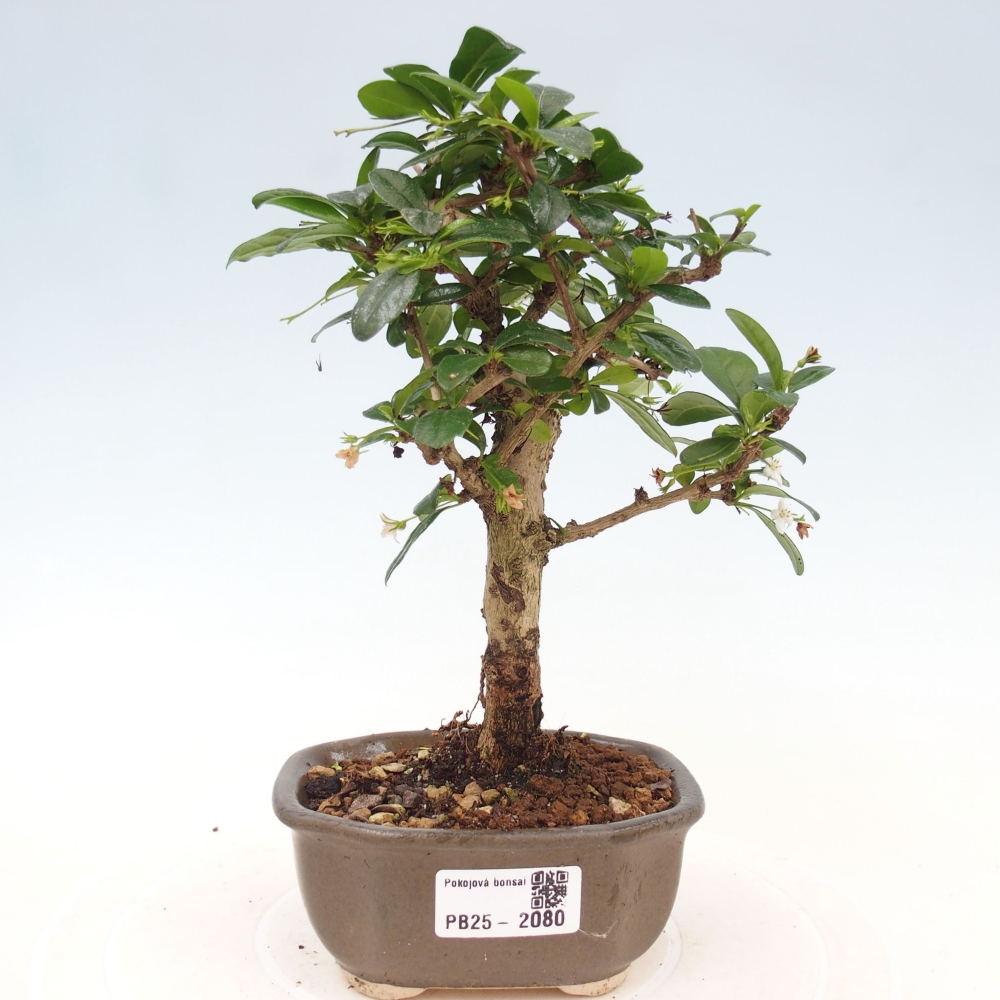 Zimmerbonsai - Carmona Macrophylla - Fuki-Tee