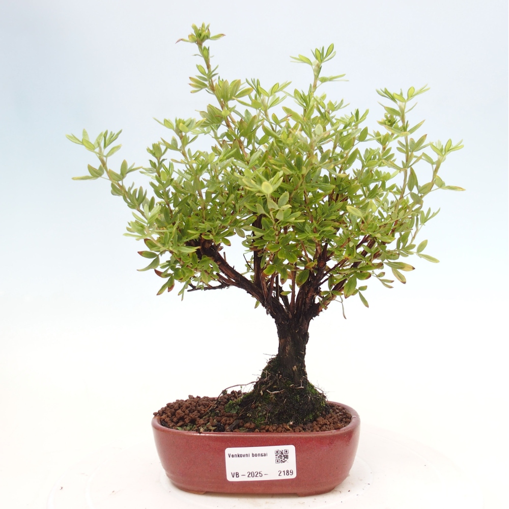 Outdoor-Bonsai-Fingerkraut - Potentila fruticosa gelber Vogel