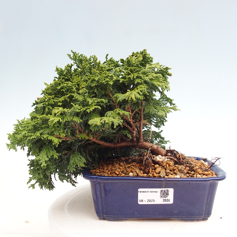 Bonsai im Freien - Cham.pis Parslori - Zypresse