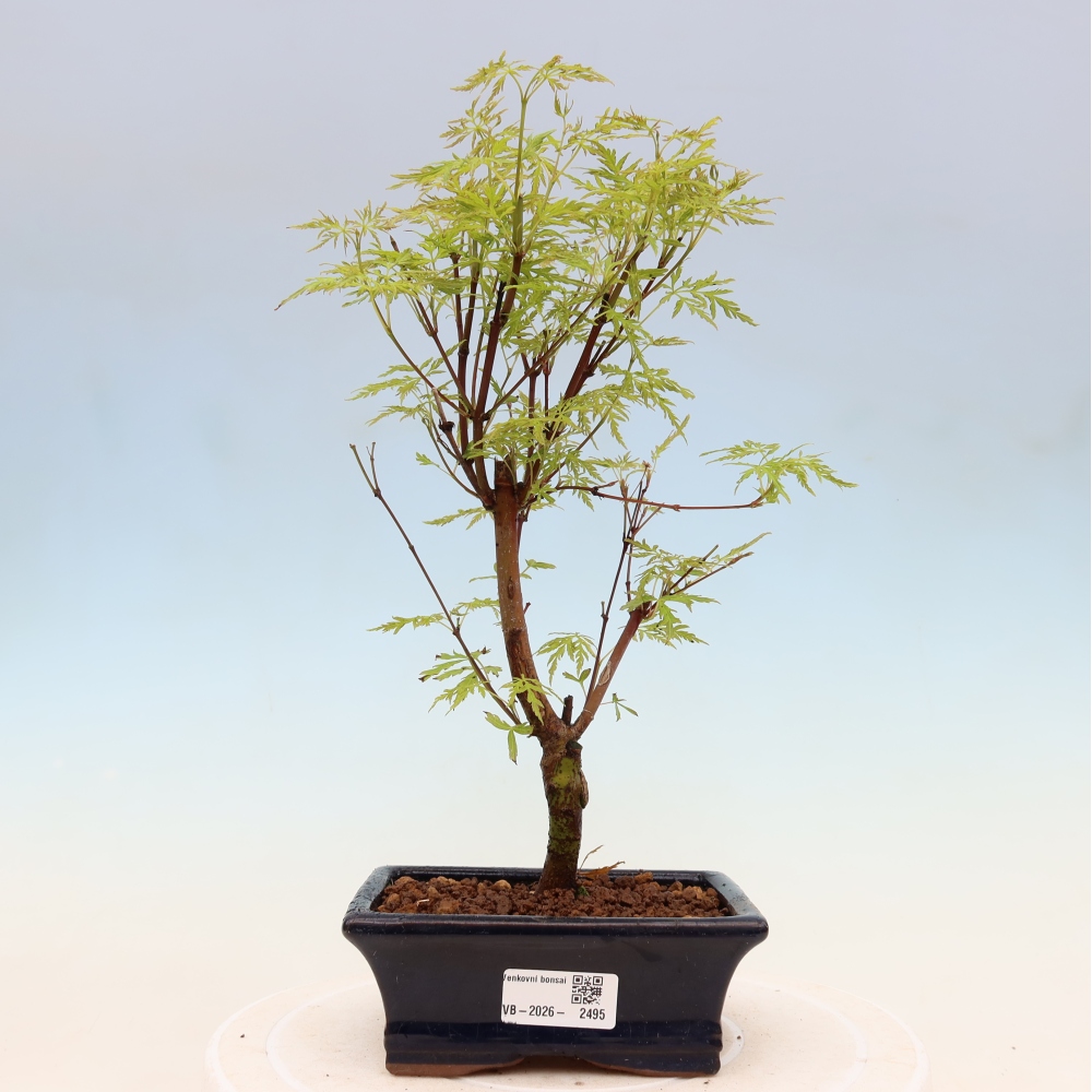 Bonsai im Freien - Acer palmatum Dissectum - japanischer Ahorn 