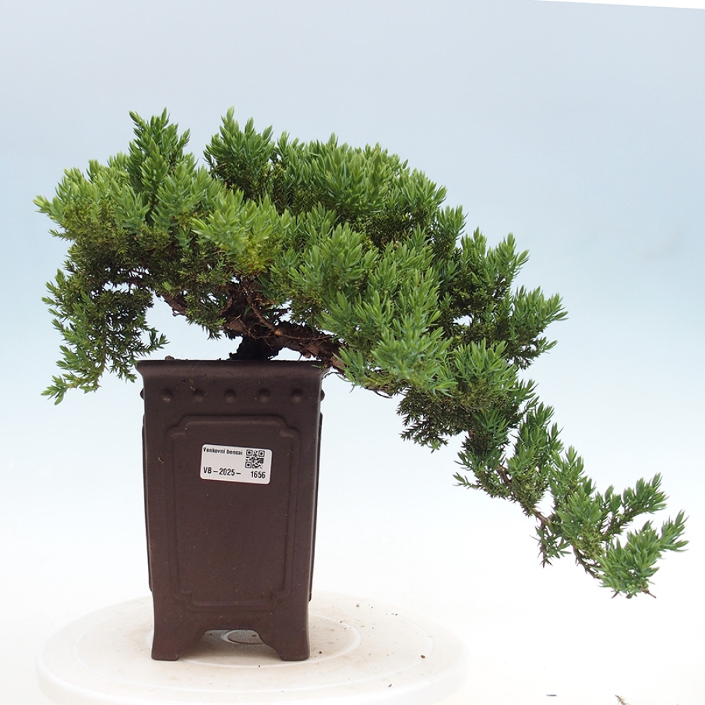 Bonsai im Freien - Juniperus procumbens - Niedergeworfener Wacholder