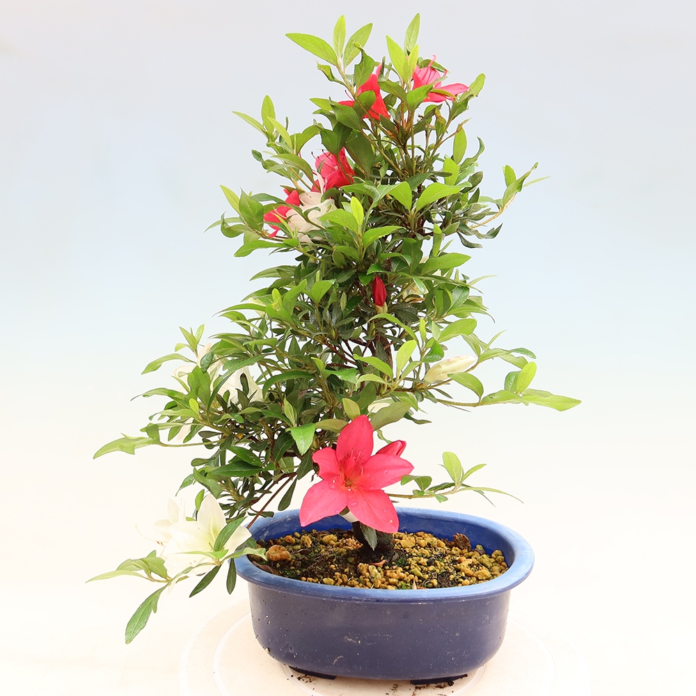 Bonsai für draußen - Japanische Azalee - Azalee CHIHIRO