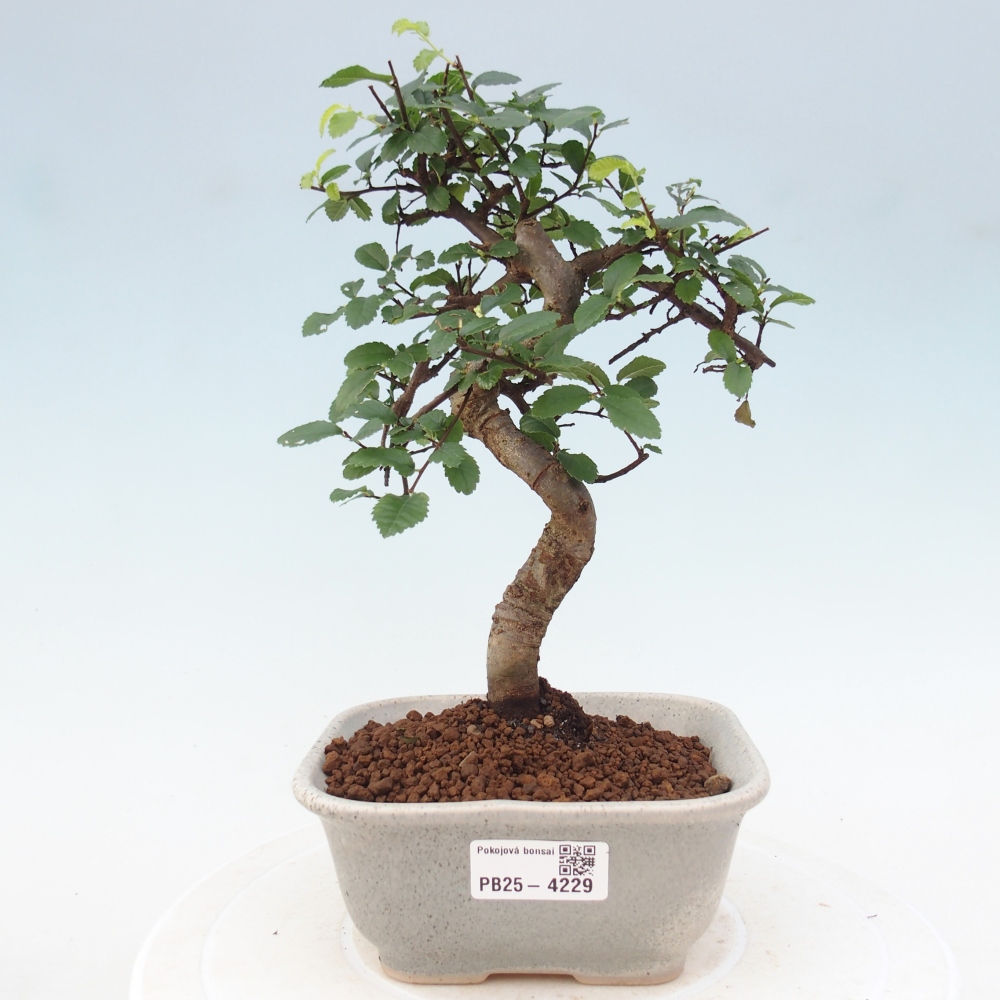 Zimmerbonsai - Ulmus parvifolia - Kleinblättrige Ulme