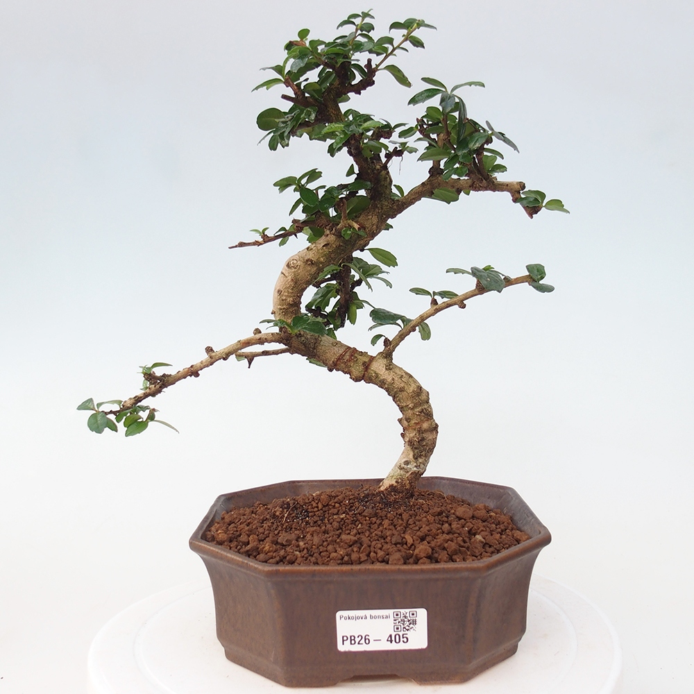 Zimmer-Bonsai - Carmona macrophylla - Tee-Fuki