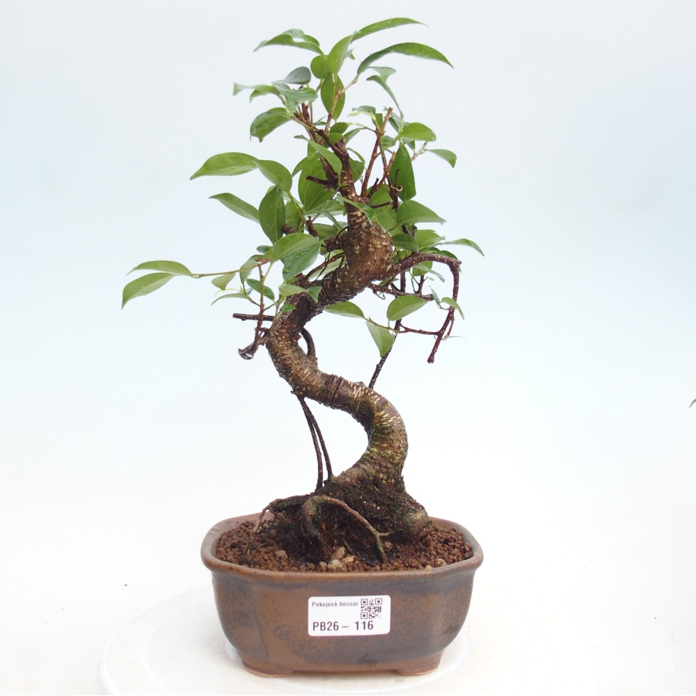 Zimmerbonsai - Ficus retusa - Kleinblättriger Ficus