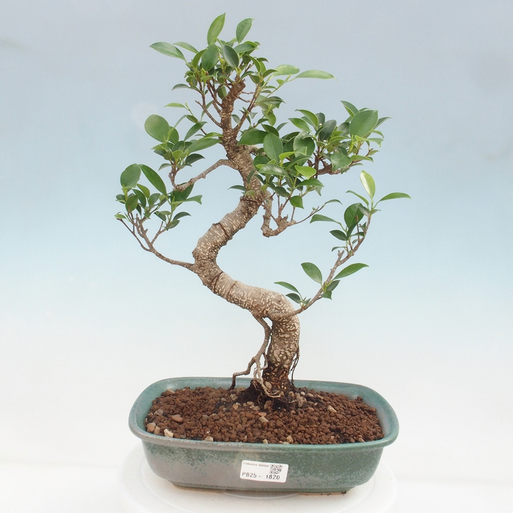 Indoor-Bonsai - Ficus kimmen - kleinblättriger Ficus
