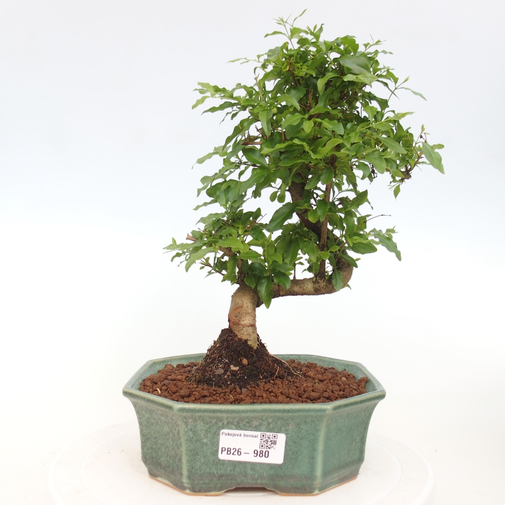 Zimmer Bonsai -Ligustrum chinensis - Vogelschnabel