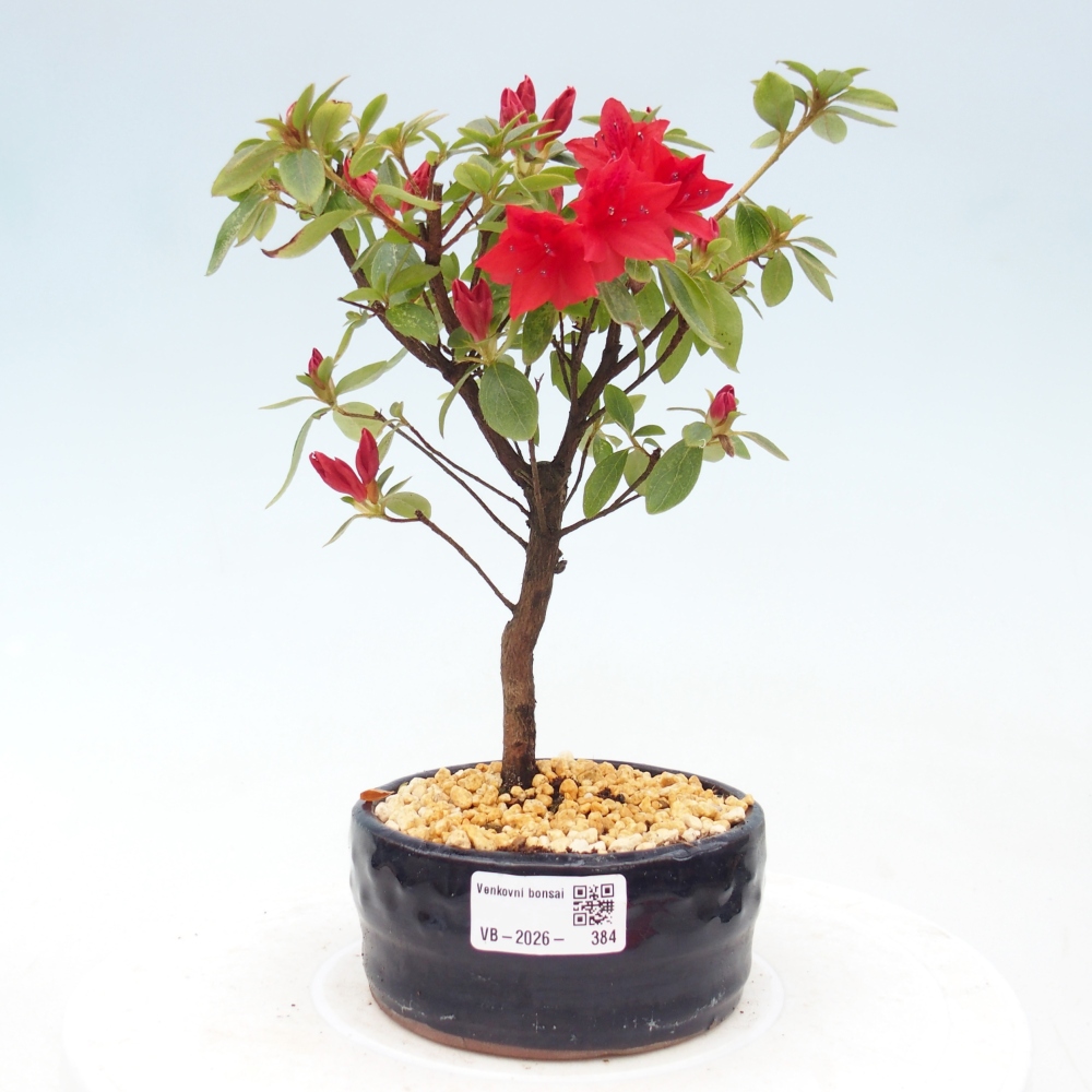 Bonsai für draußen - Japanische Azalee - Azalea sp.