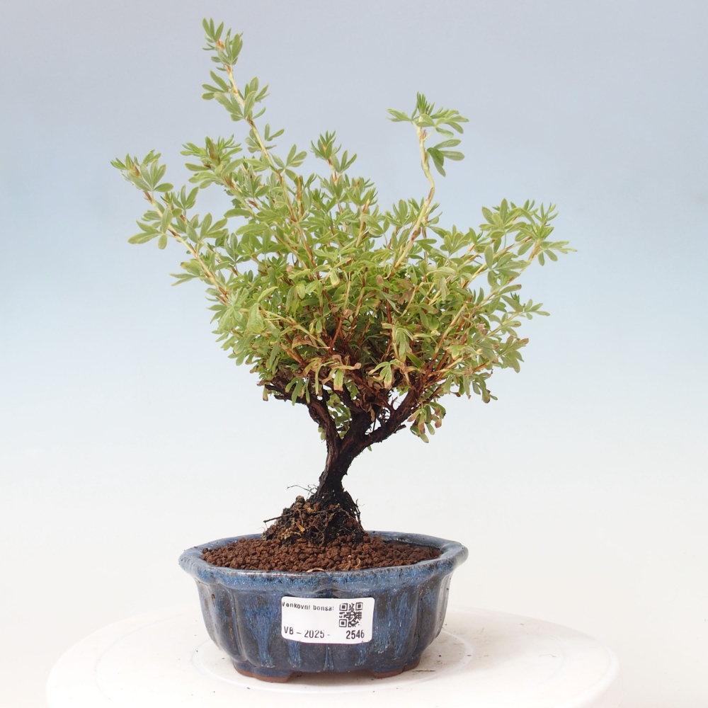 Outdoor-Bonsai-Fingerkraut - Potentila fruticosa gelber Vogel