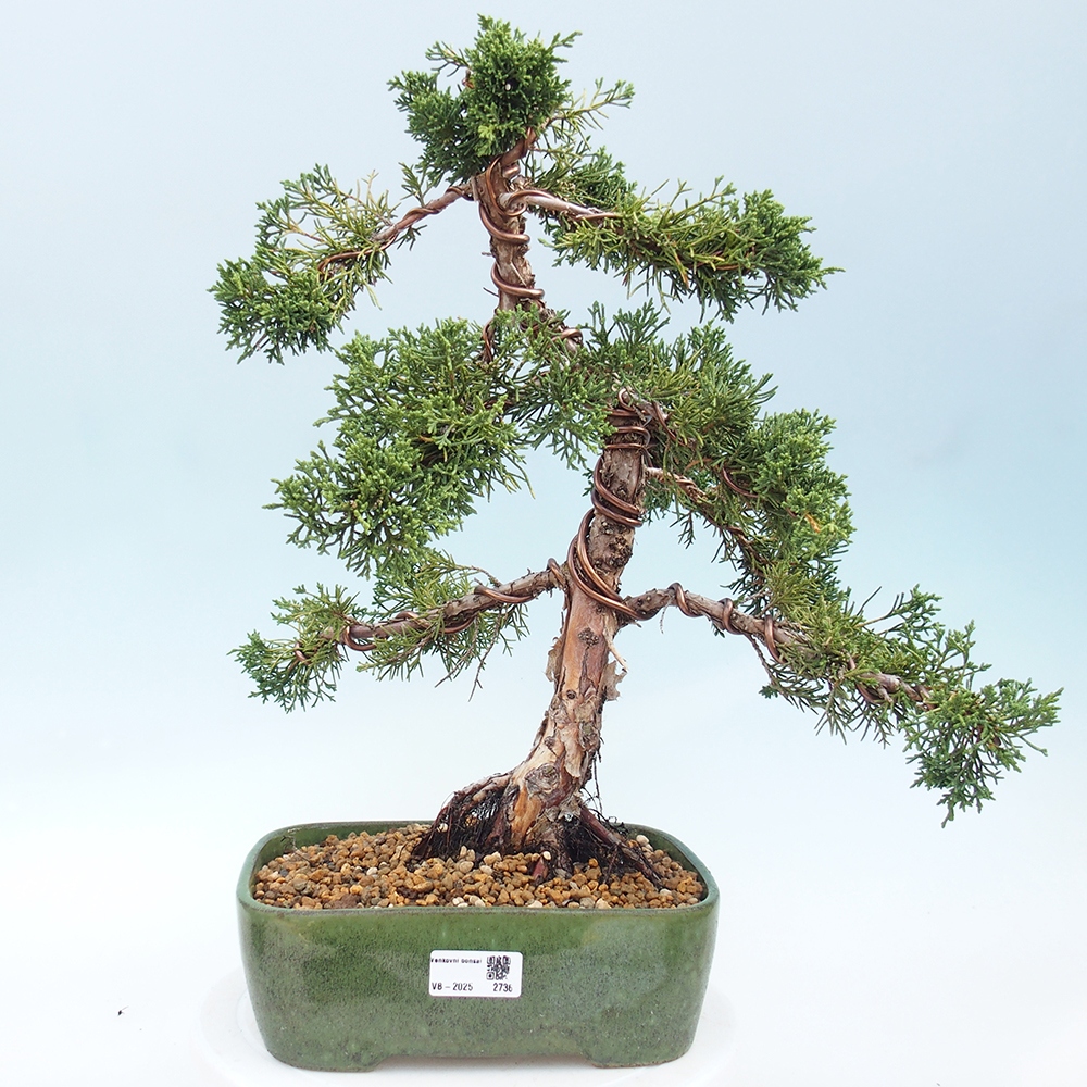 Outdoor-Bonsai - Juniperus chinensis Kishu - Chinesischer Wacholder