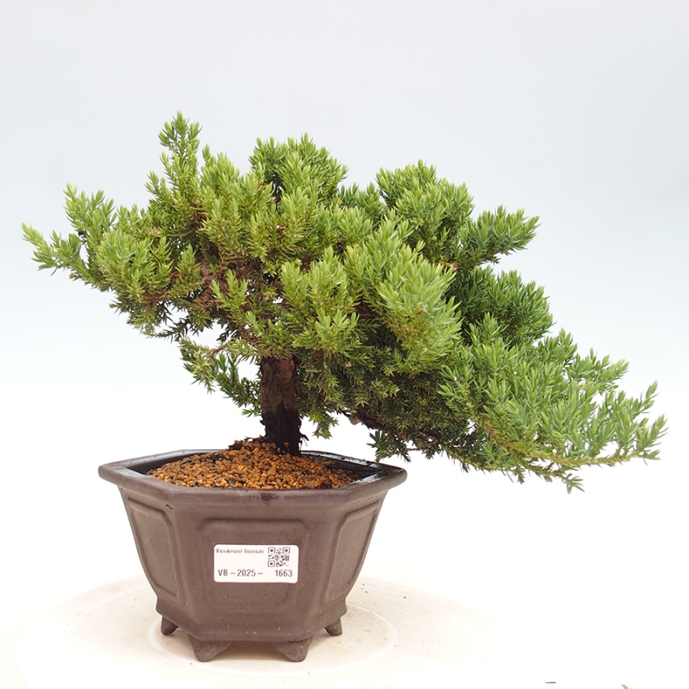Bonsai im Freien - Juniperus procumbens - Niedergeworfener Wacholder