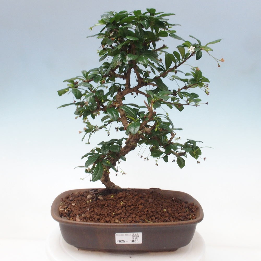 Zimmer Bonsai - Carmona macrophylla - Tea Fuki