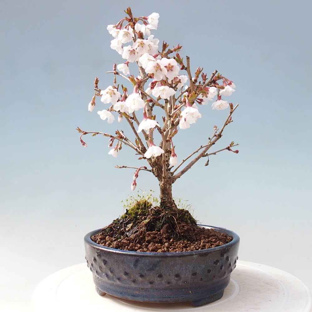 Bonsai im Freien - Prunus incisa Kojou-no mai-Pflaume geschnitten