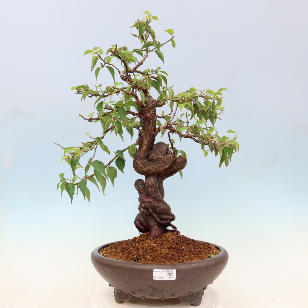Bonsai für den Außenbereich – Japanischer Aprikosenbaum – Prunus Mume