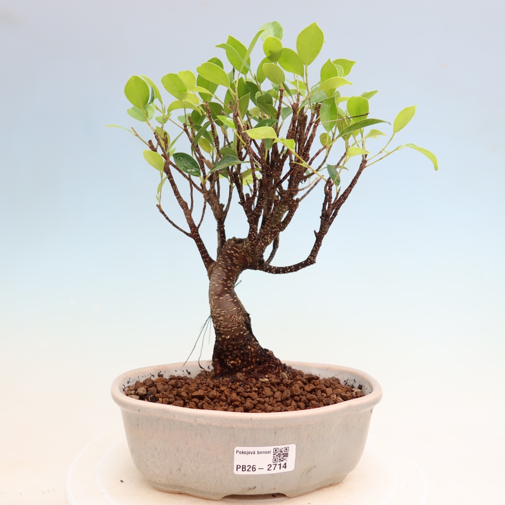 Zimmerbonsai - Ficus kimmen - Kleinblättriger Ficus