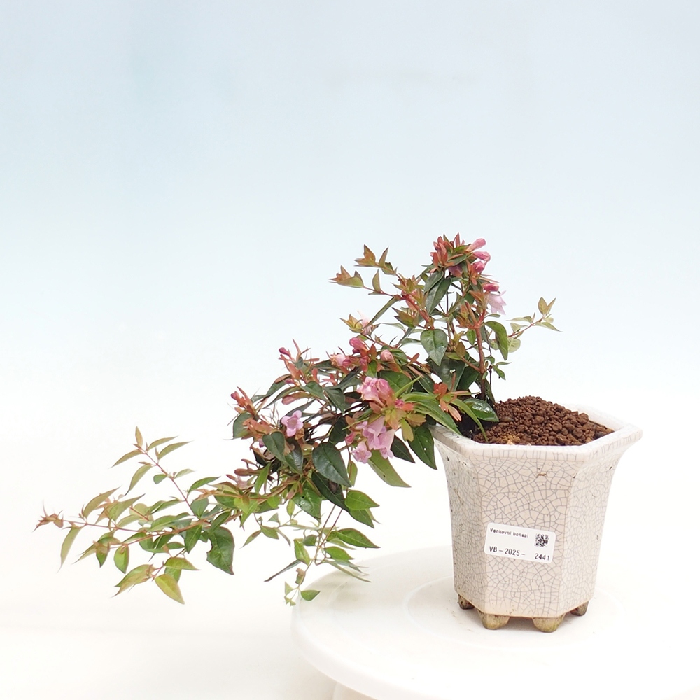 Bonsai im Freien - Abelia Grandiflora - Abelia grandiflora