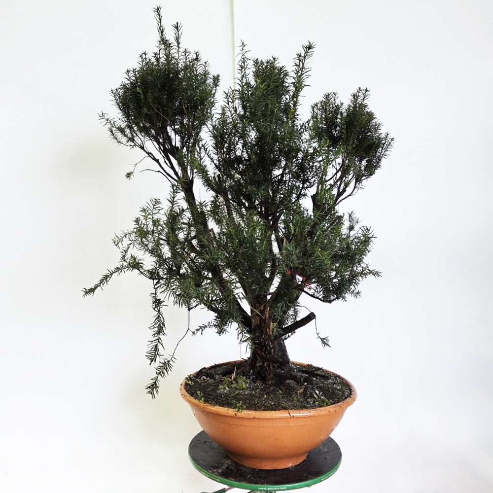 Bonsai für draußen Rote Eibe - Taxus bacata