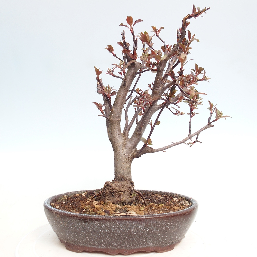Outdoor-Bonsai -Malus domestica - Kleinfrüchtiger rotblättriger Apfelbaum