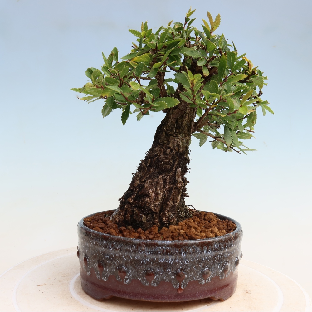 Bonsai für draußen - Zelkova - Zelkova NIRE