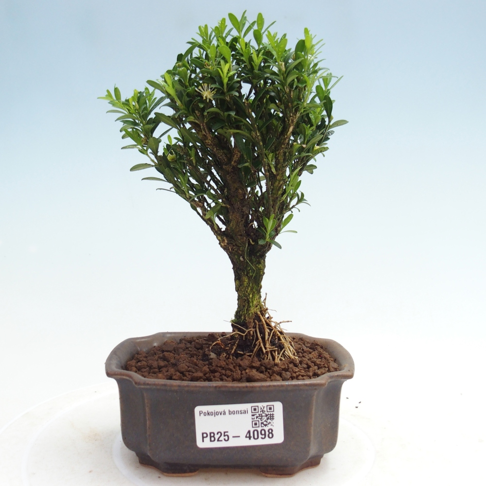 Zimmer Bonsai - Buxus harlandii - Korkbuxus
