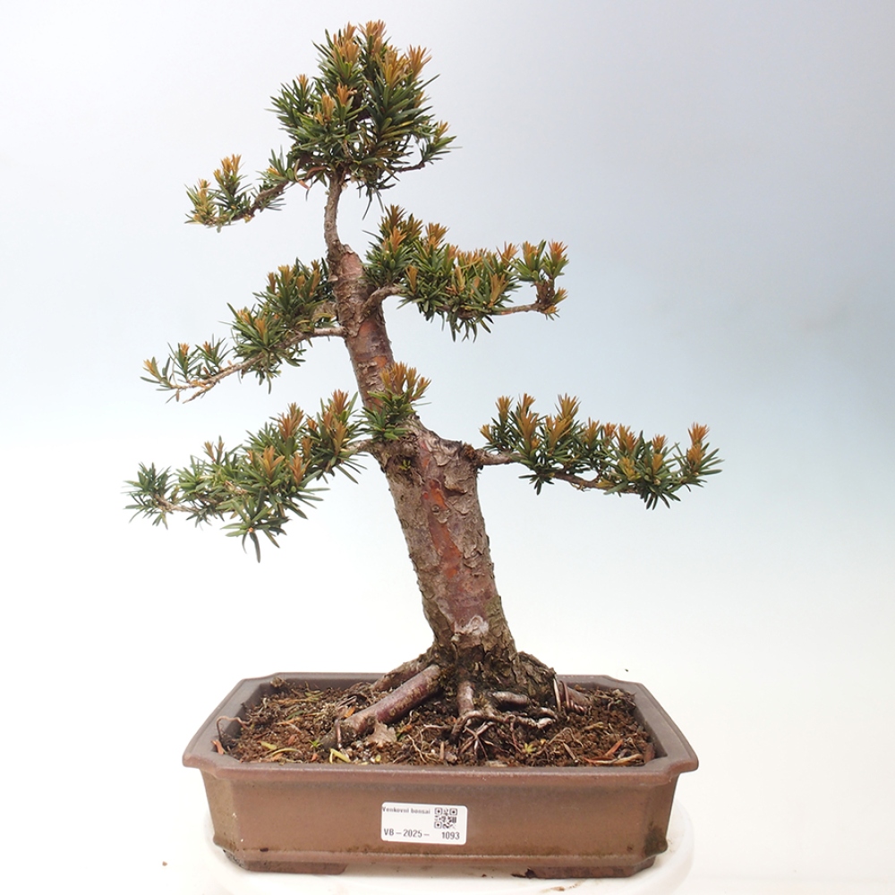 Bonsai im Freien - Taxus cuspidata - Japanische Eibe