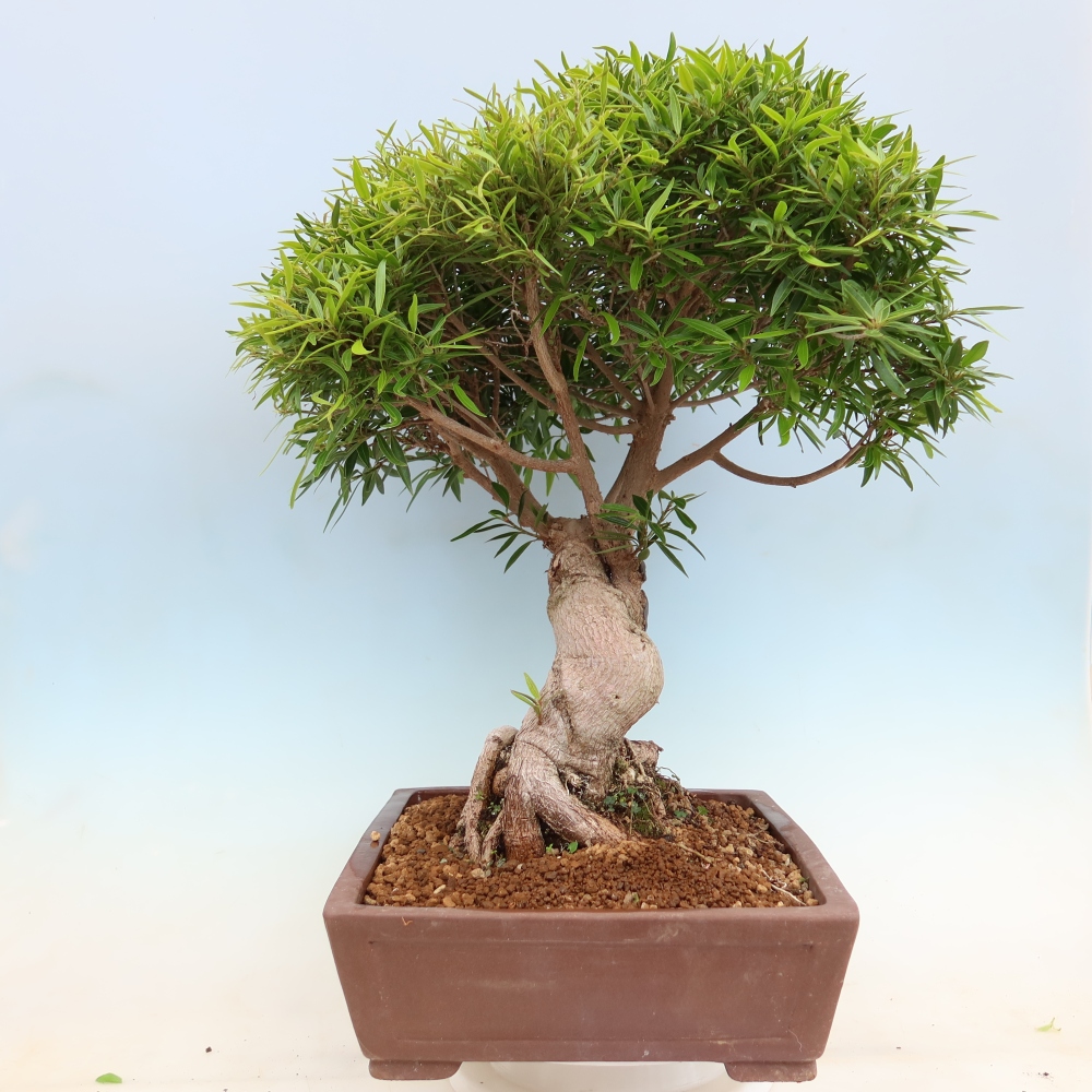 Zimmerbonsai - Ficus nerifolia - Kleinblättriger Ficus